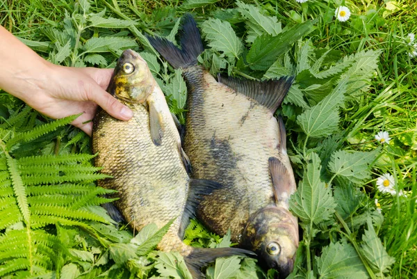 Braccio mette foglie di felce tre grandi pesci bassi — Foto Stock