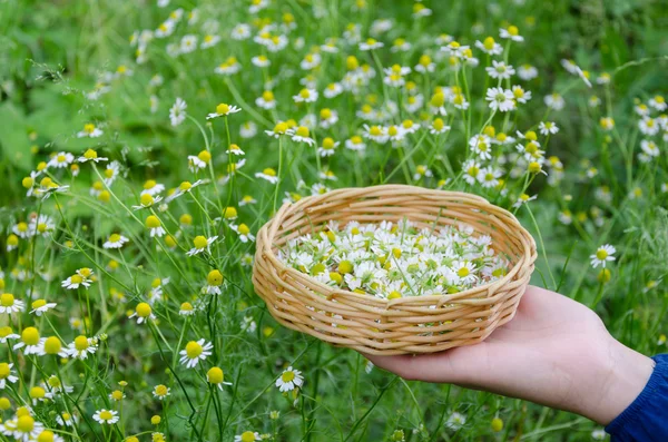 Cesta de mano con hierbas de manzanilla al aire libre — Foto de Stock