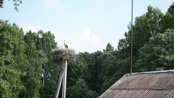 Stork nest pole — Stock Video