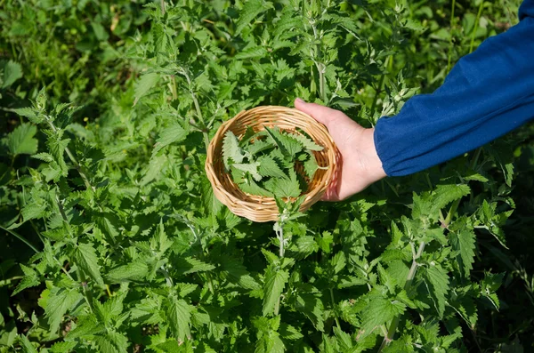 Herbalist mão pegar folhas de erva erva bálsamo — Fotografia de Stock