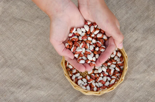 Palmful of color eco beans over basket on linen — Stock Photo, Image