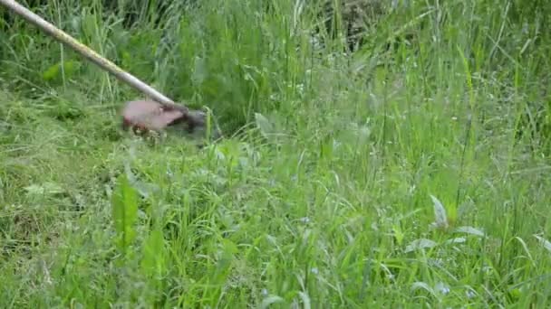 Cortadora hombre hierba cortada — Vídeo de stock