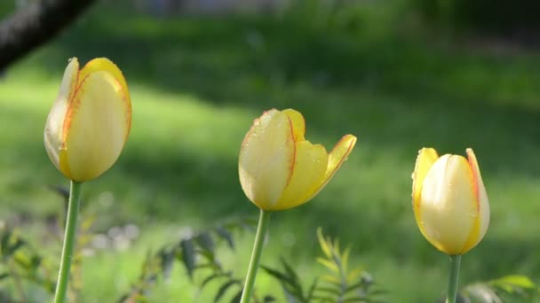 Rocío en flor de tulipán — Vídeo de stock