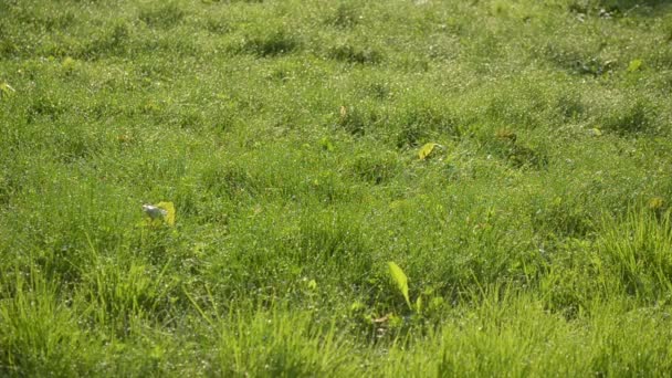 Крапля роси траві — стокове відео