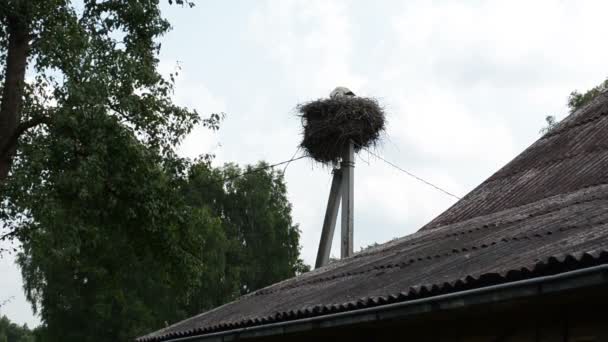 Gniazdo rodziny ptak bocian — Wideo stockowe