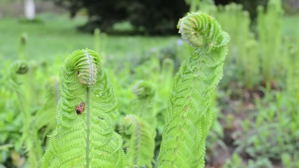 Mossa bug ramoscello felce — Video Stock