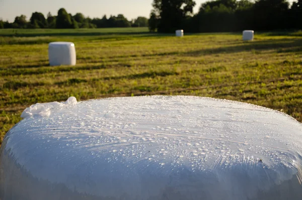 Polythene wrapped grass bales. Animal fodder — Stock Photo, Image