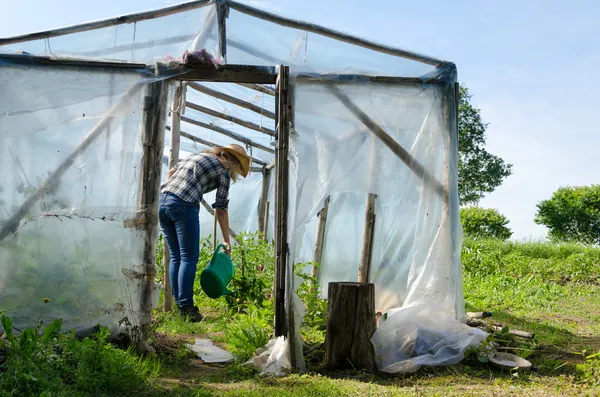 Gärtnerin mit Gießpflanzen im Gewächshaus — Stockfoto