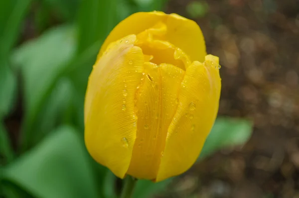 Primer plano de tulipán de rocío amarillo —  Fotos de Stock