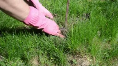 Bahçıvan onay köstebek kapanı