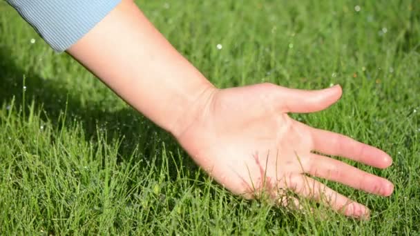 Woman hand dew grass — Stock Video