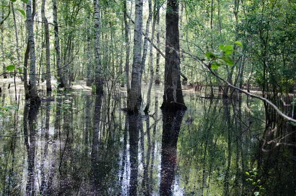 Tronco de abedul a medio camino inundado agua de inundación de primavera — Foto de Stock