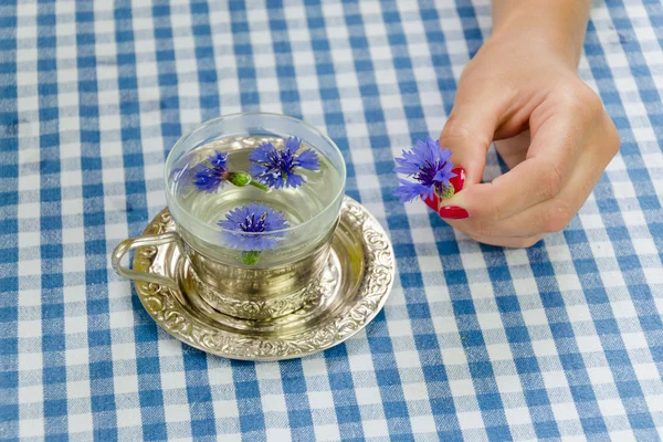 Hand hold fresh cornflower blossom. herbal tea cup — Stock Photo, Image