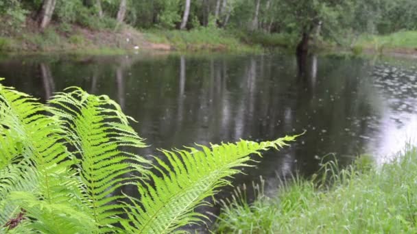 Fern feuilles étang 
