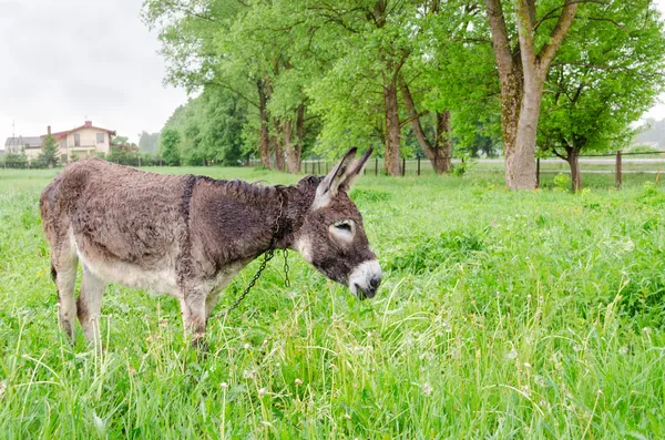 Cute wet donkey animal graze in pasture grass