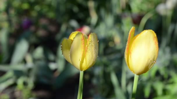 Dauw op tulip flower — Stockvideo