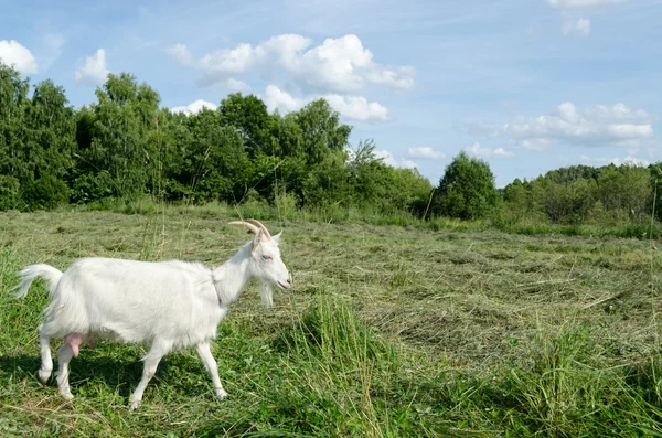 Meadow graze white goat nibble on grass — Stock Photo, Image