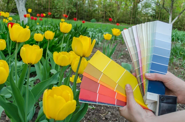 Tarjetas de paleta de colores elegir entre el color amarillo tulipán Fotos de stock libres de derechos