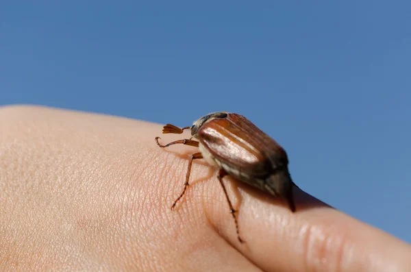 종 려 및 손가락 큰 풍뎅이과 곤충 버그 딱정벌레를 크롤 링 — 스톡 사진