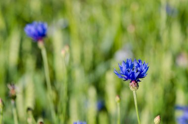 Peygamber çiçeği bluet çiçek çiçeklenme üzerinde çiğ su damlaları 