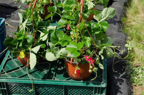 çilek fide bitkiler bloom tencere ile satılan 