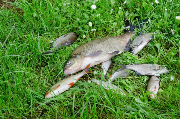 Grande orata con piccoli pesci nel prato — Foto Stock