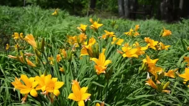 Stäng av gula dag lily eller Brunröd flytta i sommarträdgård — Stockvideo