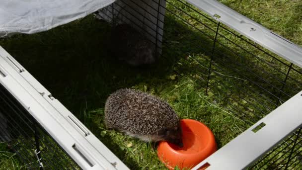 Hérisson animal tour d'eau de plat orange en cage de captivité — Video