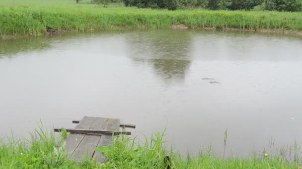Puente del lago de estanque y peces en la superficie del agua en días lluviosos — Vídeos de Stock