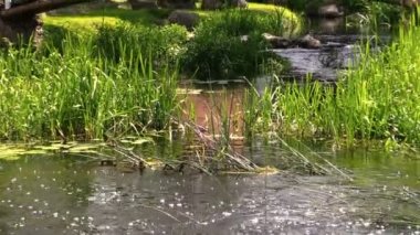 nehir su akışı akışı beyaz dekoratif bridge park içinde altına