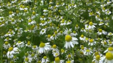 Şifalı şifalı Papatya bahçesinde büyüyor. el.