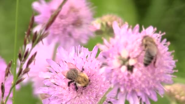 El abejorro (bombo) y la abeja recogen el polen de la flor rosa — Vídeo de stock