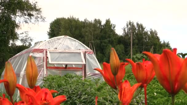 Květiny oranžové lilie a skleník v zahradě. změna zaměření — Stock video