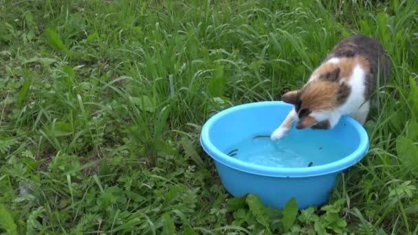 Gato con garra captura peces en tazón azul. La pesca exitosa del gato — Vídeos de Stock