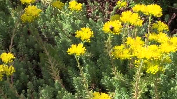 Gelbe sukkulente Orpinenpflanze blüht im Garten. Hummel — Stockvideo