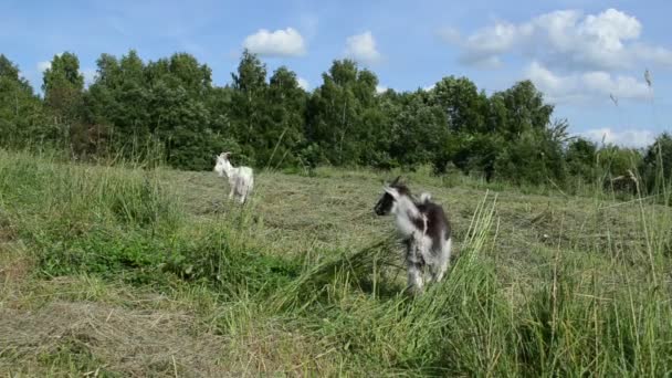 Луг пасутся коза и маленький черный белый козленок — стоковое видео