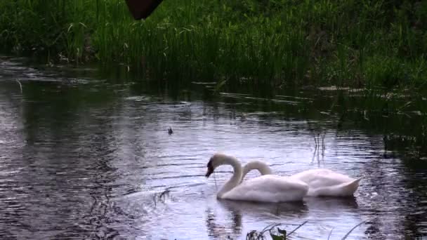 Par de aves cisnes que buscan comida en el agua del río — Vídeo de stock