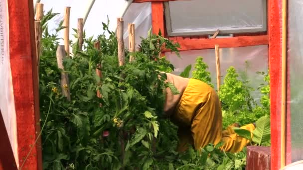 Une personne à genoux soigne des plants de tomate dans une serre — Video