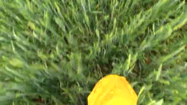 Gå med kameran mellan industiral vete fält i sommar — Stockvideo