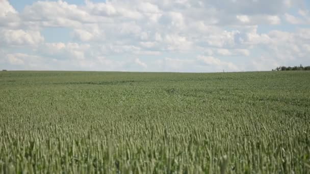 Agriculture Blé champs plantes swing dans le vent et ciel nuageux 