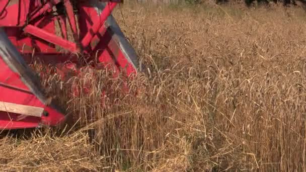 Oude combineren harvester gesneden rijp tarwe graan veld in de zomer — Stockvideo
