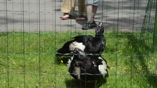 Panorama de diverses espèces poulet d'oie et autres oiseaux dans la ferme — Video