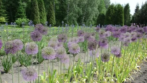 Kerek dekoratív nagy fokhagyma (allium mamutfenyő) bimbó — Stock videók