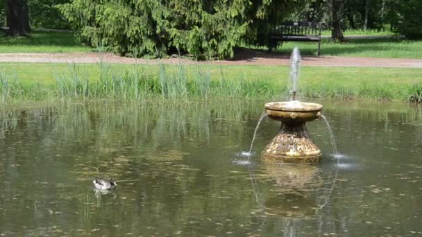 Eend vogel zwemmen in meer met fontein spalsh in zomer park — Stockvideo