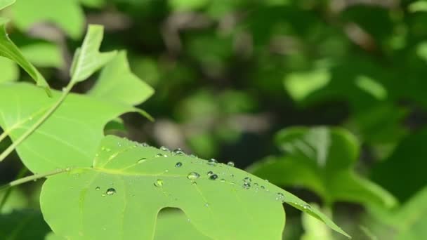 Gotas de agua de rocío en la hoja de árbol caducifolio decorativo reflejo del sol — Vídeo de stock
