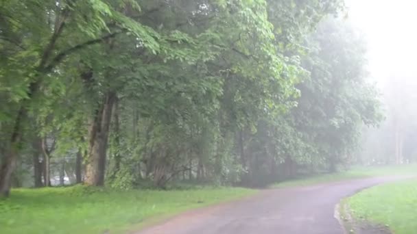 Köra bil i park road fantastiskt tät dimma täcker träd och hus — Stockvideo