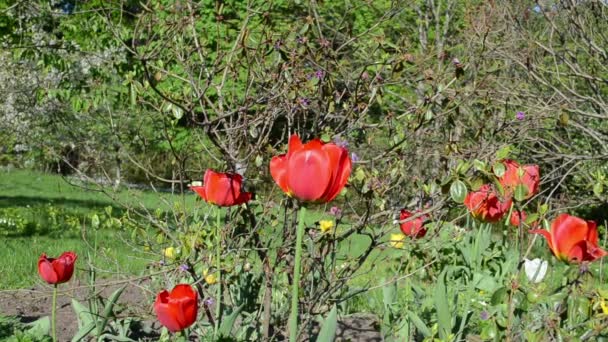 Червоні квіти тюльпанів і розмивання садівник жінка працює з газонокосаркою — стокове відео