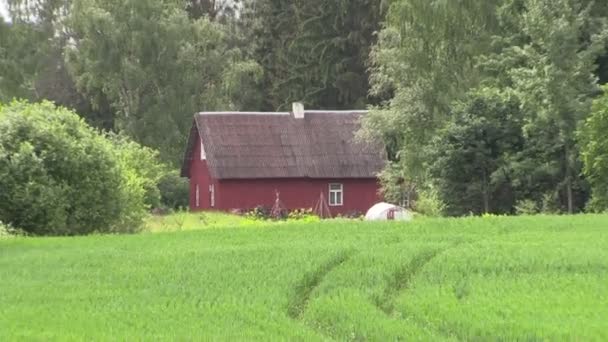 Vecchio paese dipinto casa circondata da alberi lungo campo di mais — Video Stock
