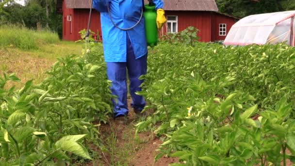 Trädgårdsmästare man spray grönsaker i trädgården. växtskydd — Stockvideo