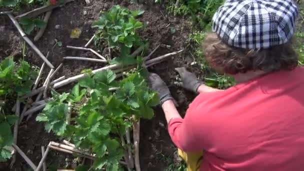 Vrouw met handschoen en schoffel onkruid aardbei in de tuin. handwerk — Stockvideo